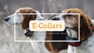 Best E-collars for hunting dogs