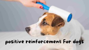 Using positive reinforcement for dogs