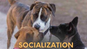 Socialization with other dogs