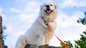Best Shock Collar for Great Pyrenees