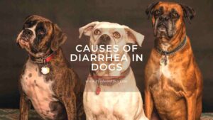 Causes of Diarrhea in Dogs- readaboutpet.com