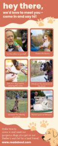 tips for dog training