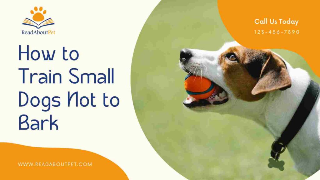 How to Train Small Dogs Not to Bark