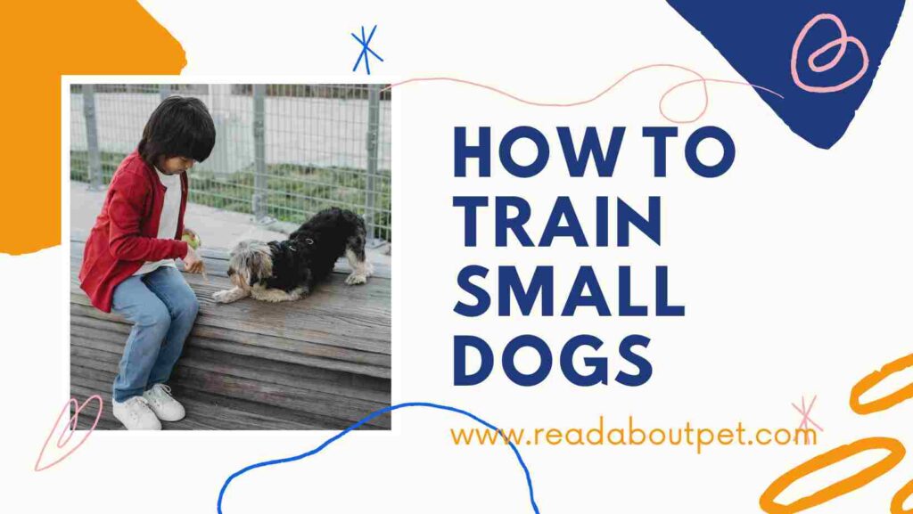 How to Train Small Dogs