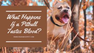 What happens if my pitbull tastes bloos?
