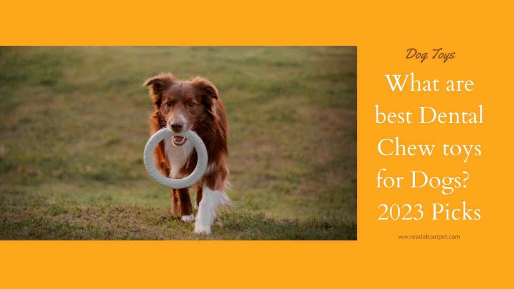 What are best Dental Chew toys for Dogs? | 2023 Picks