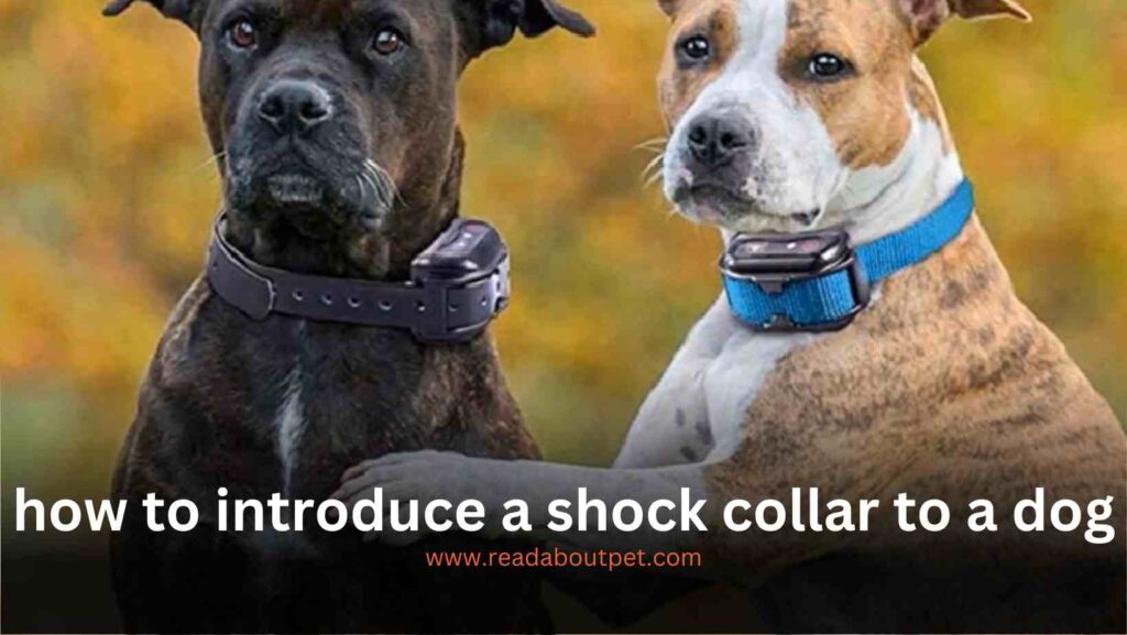 how to introduce a shock collar to a dog - All Things need to know