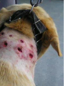 wounds of shock collars