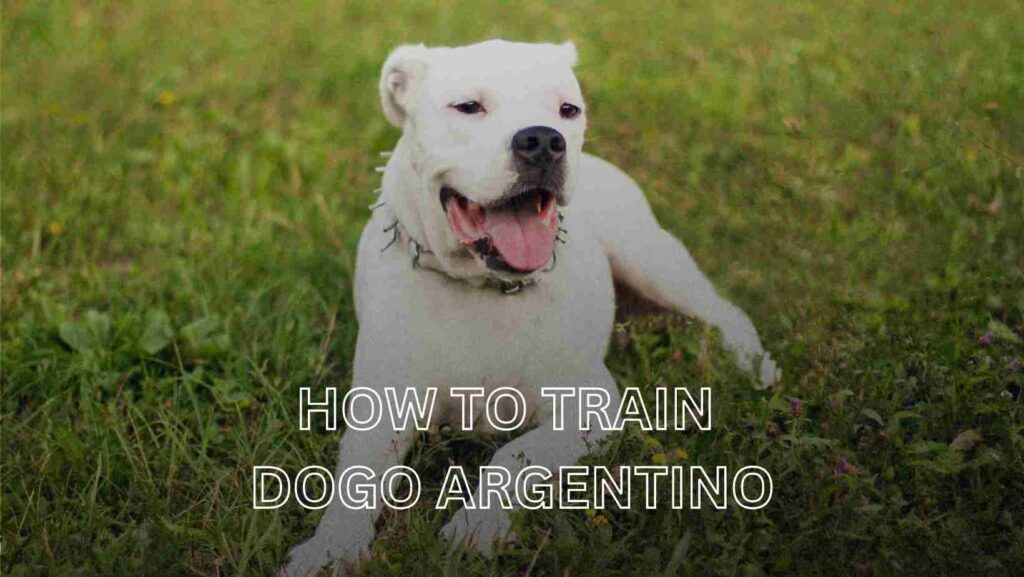 How to train dogo argentino