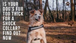 Is Your Dog’s Fur Too Thick For A Shock Collar?