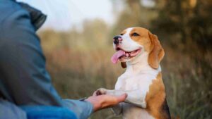 5 golden rules for dog training