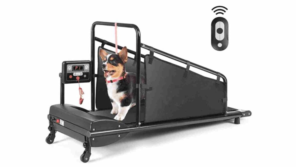 How to Make a Dog Treadmill: DIY Guide