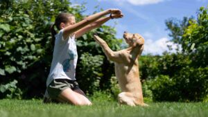 advanced training for dogs
