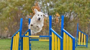 Protection training for dogs
Agility Training, dog training guides