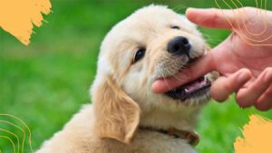 How to Train a Golden Retriever Puppy Not to Bite