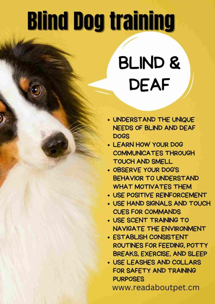 Understand the unique needs of blind and deaf dogs
Learn how your dog communicates through touch and smell
Observe your dog's behavior to understand what motivates them
Use positive reinforcement
Use hand signals and touch cues for commands
Use scent training to navigate the environment
Establish consistent routines for feeding, potty breaks, exercise, and sleep
Use leashes and collars for safety and training purposes