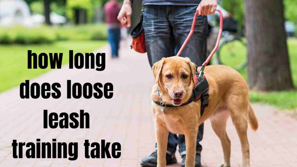 how long does loose leash training take