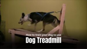 Dog treadmill