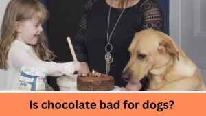 Is chocolate bad for dogs?