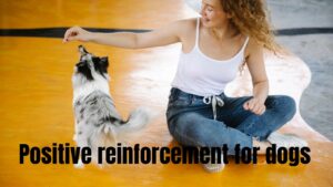 Positive reinforcement for dogs