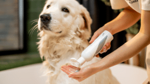 How to wash dog's face