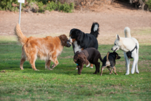 What are the 5 golden rules of dog training?