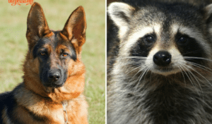 Raccons kill German Shephred, german images, dog images, Raccons images
